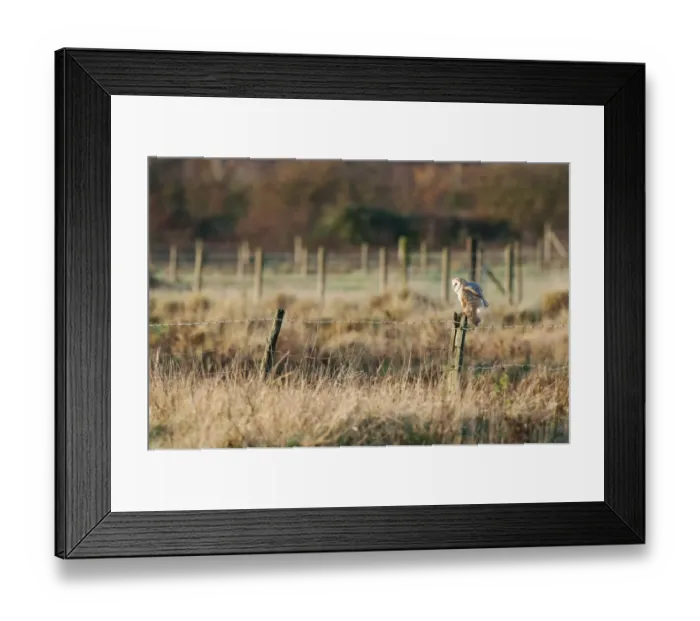 Framed Print : Barn Owl (Tyto alba) adult, drying wings, perched on fence post in rough grassland habitat at sunrise, Isle of Sheppey Framed Print : Barn Owl (Tyto alba) adult, drying wings, perched on fence post in rough grassland habitat at sunrise, Isle of Sheppey