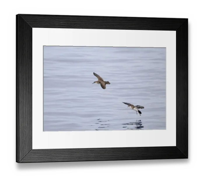 Framed Print : Tropical Shearwater (Puffinus bailloni) two adults, in flight, landing on water, Maldives, march Framed Print : Tropical Shearwater (Puffinus bailloni) two adults, in flight, landing on water, Maldives, march