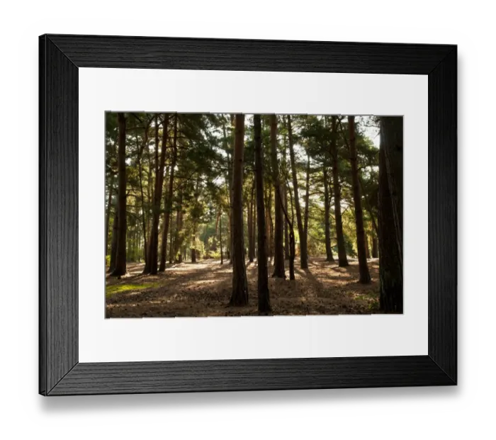 Framed Print : Pine (Pinus sp. ) woodland habitat, Thursley Common National Nature Reserve, Surrey, England, july Framed Print : Pine (Pinus sp. ) woodland habitat, Thursley Common National Nature Reserve, Surrey, England, july