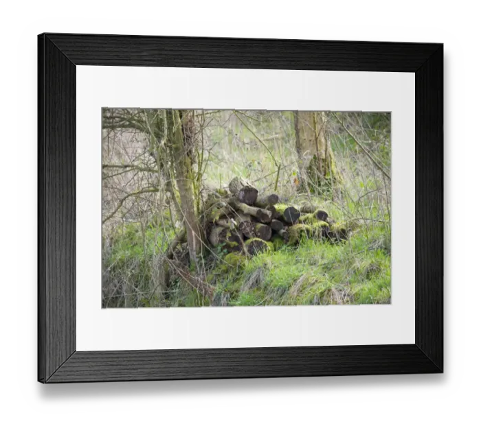 Framed Print : Pile of logs left for wildlife, Lancashire, England, march Framed Print : Pile of logs left for wildlife, Lancashire, England, march