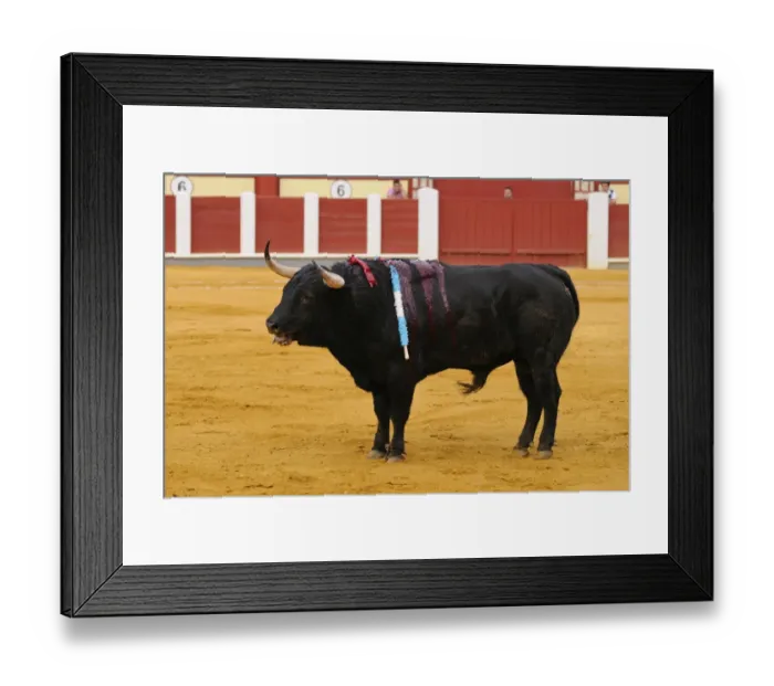 Framed Print : Bullfighting, bull impaled with banderillas in bullring, Tercio de banderillas stage of bullfight, Spain, september Framed Print : Bullfighting, bull impaled with banderillas in bullring, Tercio de banderillas stage of bullfight, Spain, september