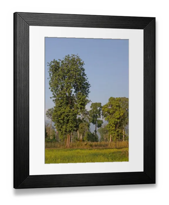 Framed Print : Recently partially cleared forest, with early stages of agriculture, Arunachal Pradesh, India, february Framed Print : Recently partially cleared forest, with early stages of agriculture, Arunachal Pradesh, India, february