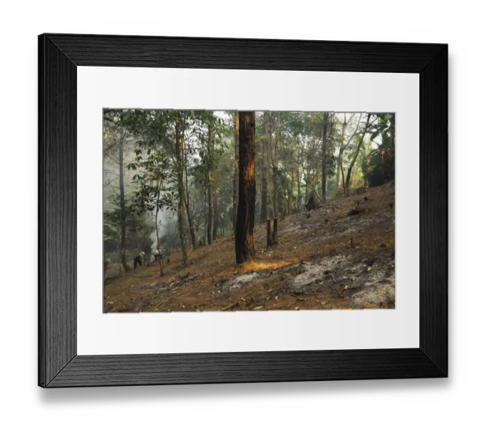 Framed Print : Workers using slash and burn to clear monsoon rainforest habitat, Taksin Maharat N. P. Tak Province, Thailand, february