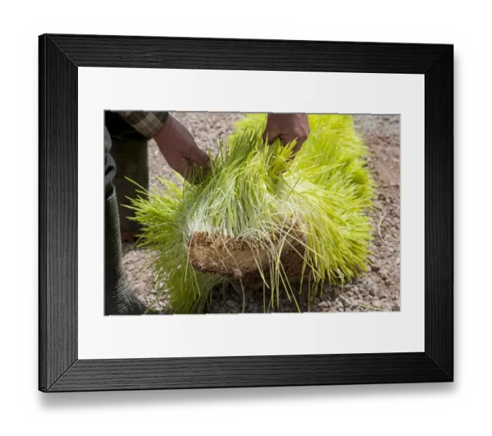Framed Print : Barley (Hordeum vulgare) hydroponic growing system crop, length of sprouted barley at seven days