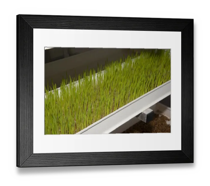 Framed Print : Barley (Hordeum vulgare) hydroponic growing system crop, greenhouse technology used to grow sprouted seedlings as green Framed Print : Barley (Hordeum vulgare) hydroponic growing system crop, greenhouse technology used to grow sprouted seedlings as green