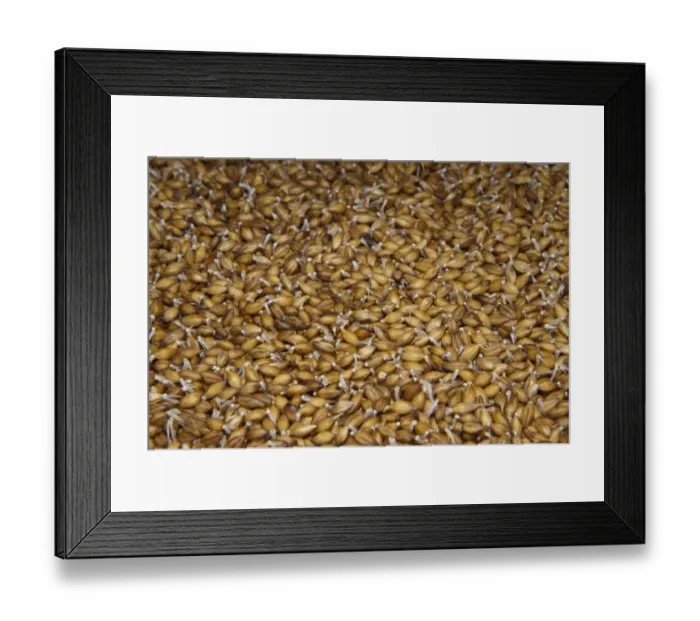 Framed Print : Barley (Hordeum vulgare) hydroponic growing system crop, solution of water and nutrients flowing over seeds Framed Print : Barley (Hordeum vulgare) hydroponic growing system crop, solution of water and nutrients flowing over seeds