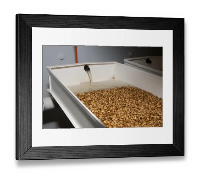 Framed Print : Barley (Hordeum vulgare) hydroponic growing system crop, solution of water and nutrients flowing over seeds Framed Print : Barley (Hordeum vulgare) hydroponic growing system crop, solution of water and nutrients flowing over seeds