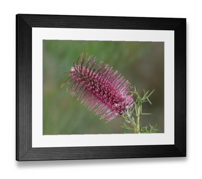 Framed Print : Bottlebrush Grevillea (Grevillea paradoxa) close-up of flowerspike, Western Australia, Australia Framed Print : Bottlebrush Grevillea (Grevillea paradoxa) close-up of flowerspike, Western Australia, Australia