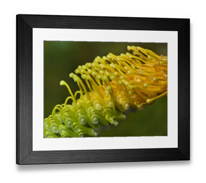 Framed Print : Honey Grevillea (Grevillea eriostachya) close-up of flowerspike, Western Australia, Australia Framed Print : Honey Grevillea (Grevillea eriostachya) close-up of flowerspike, Western Australia, Australia