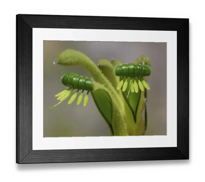 Framed Print : Green Kangaroo Paw (Anigozanthos viridis) close-up of flowers, Perth Botanical Garden, Western Australia, Australia Framed Print : Green Kangaroo Paw (Anigozanthos viridis) close-up of flowers, Perth Botanical Garden, Western Australia, Australia