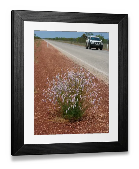 Framed Print : Horse Mulla Mulla (Ptilotus schwartzii) flowering, growing on road verge habitat, Western Australia, Australia Framed Print : Horse Mulla Mulla (Ptilotus schwartzii) flowering, growing on road verge habitat, Western Australia, Australia