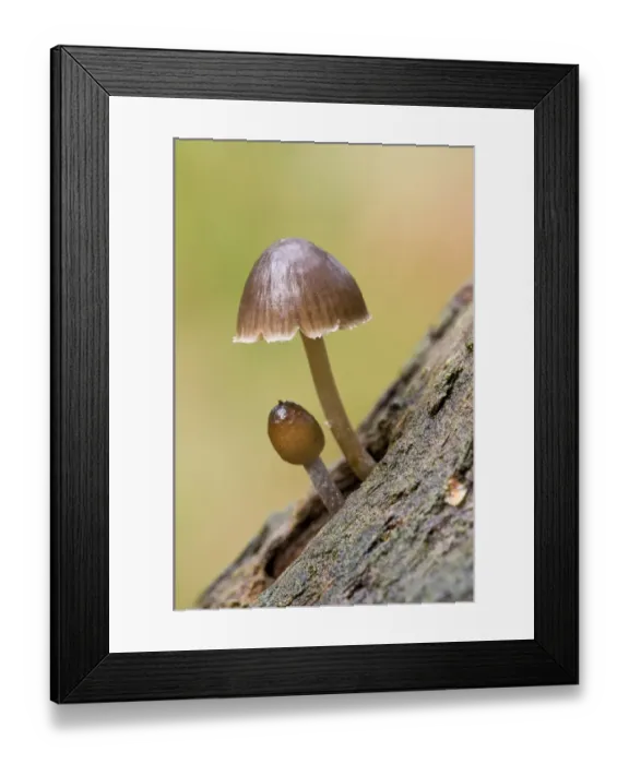 Framed Print : Clustered Bonnet (Mycena inclinata) fruiting bodies, growing on dead wood, Clumber Park, Nottinghamshire, England Framed Print : Clustered Bonnet (Mycena inclinata) fruiting bodies, growing on dead wood, Clumber Park, Nottinghamshire, England
