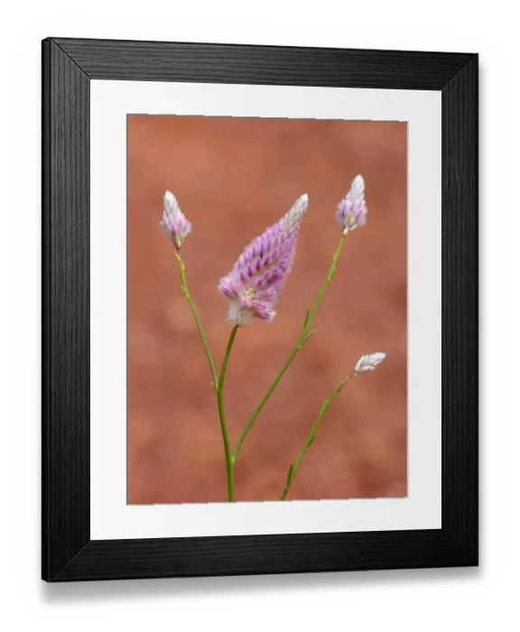 Framed Print : Horse Mulla Mulla (Ptilotus schwartzii) close-up of flowerspikes, growing on road verge, Western Australia, Australia