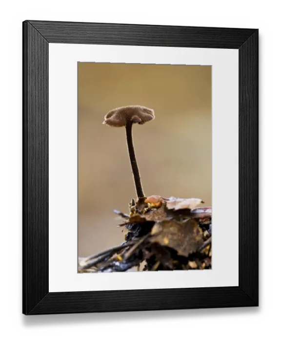 Framed Print : Ear-pick Fungus (Auriscalpium vulgare) fruiting body, growing from old pine cone, Clumber Park, Nottinghamshire Framed Print : Ear-pick Fungus (Auriscalpium vulgare) fruiting body, growing from old pine cone, Clumber Park, Nottinghamshire