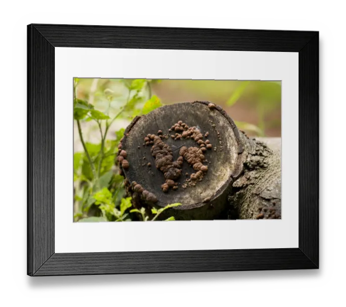 Framed Print : Beech Woodwart (Hypoxilon fragiforme) fruiting bodies, growing from cut end of rotting log, Clumber Park Framed Print : Beech Woodwart (Hypoxilon fragiforme) fruiting bodies, growing from cut end of rotting log, Clumber Park