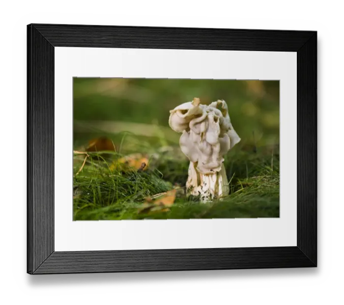Framed Print : White Saddle (Helvella crispa) fruiting body, growing in grass, Clumber Park, Nottinghamshire, England, october Framed Print : White Saddle (Helvella crispa) fruiting body, growing in grass, Clumber Park, Nottinghamshire, England, october