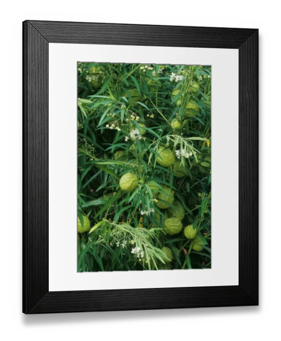 Framed Print : Balloon Milkwood (Asclepias physocarpa) close-up of fruits, flowers and leaves, in garden, U. S. A Framed Print : Balloon Milkwood (Asclepias physocarpa) close-up of fruits, flowers and leaves, in garden, U. S. A