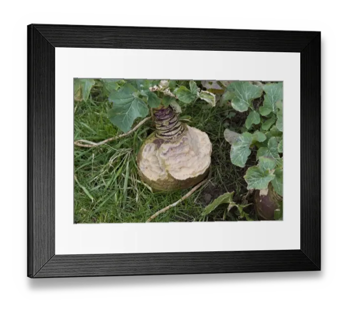 Framed Print : Swede (Brassica napobrassica) crop, grown for sheep feed, damaged by feeding deer, Welshpool, Powys, Wales, february Framed Print : Swede (Brassica napobrassica) crop, grown for sheep feed, damaged by feeding deer, Welshpool, Powys, Wales, february