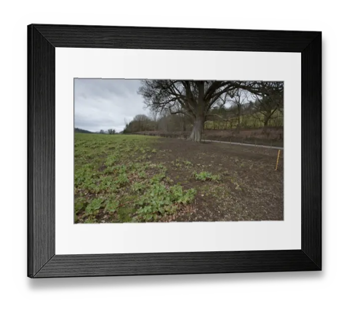 Framed Print : Swede (Brassica napobrassica) crop, affected by drought where large tree has taken moisture from soil at edge of field Framed Print : Swede (Brassica napobrassica) crop, affected by drought where large tree has taken moisture from soil at edge of field