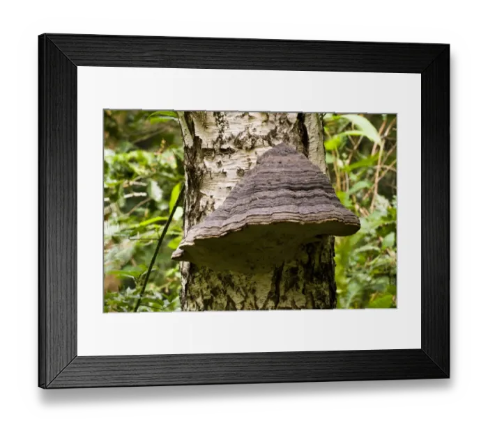 Framed Print : Hoof Fungus (Fomes fomentarius) fruiting body, growing on Silver Birch (Betula pendula) trunk, Clumber Park Framed Print : Hoof Fungus (Fomes fomentarius) fruiting body, growing on Silver Birch (Betula pendula) trunk, Clumber Park