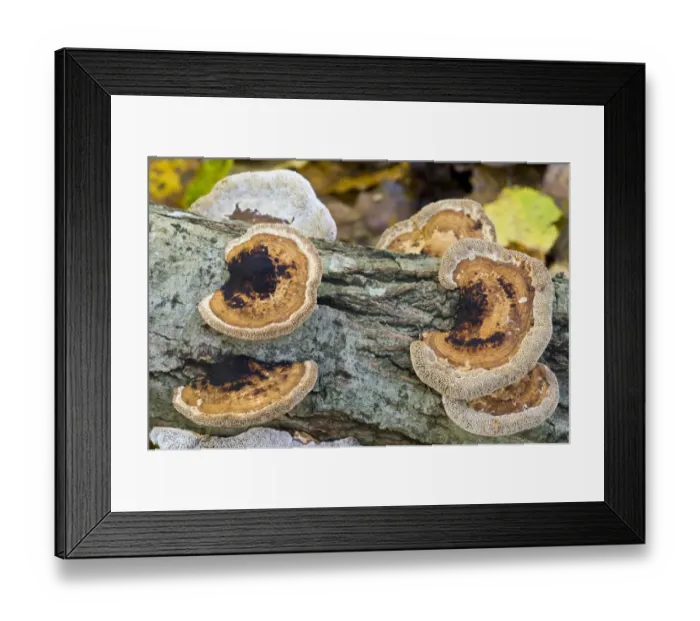 Framed Print : Blushing Bracket (Daedaleopsis confragosa) fruiting bodies, some brackets are upside down indicating that log has been