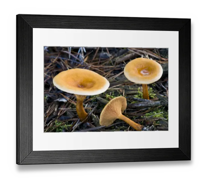 Framed Print : False Chanterelle (Hygrophoropsis aurantiaca) fruiting bodies, growing amongst fallen pine needles, Brede High Woods