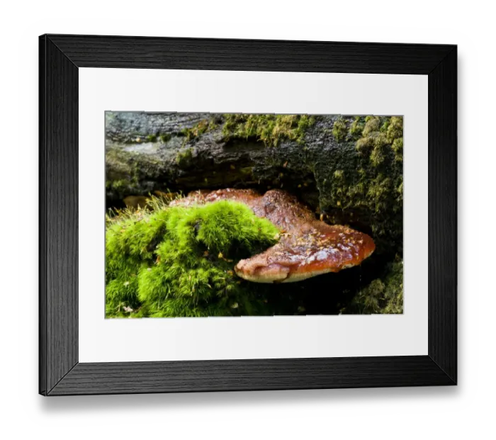 Framed Print : Beefsteak Fungus (Fistulina hepatica) fruiting body, oozing sticky red liquid, growing from moss covered log Framed Print : Beefsteak Fungus (Fistulina hepatica) fruiting body, oozing sticky red liquid, growing from moss covered log