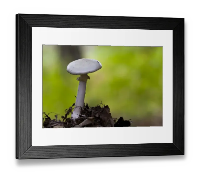 Framed Print : False Death-cap (Amanita citrina) fruiting body, growing amongst leaf litter in deciduous woodland, Clumber Park Framed Print : False Death-cap (Amanita citrina) fruiting body, growing amongst leaf litter in deciduous woodland, Clumber Park