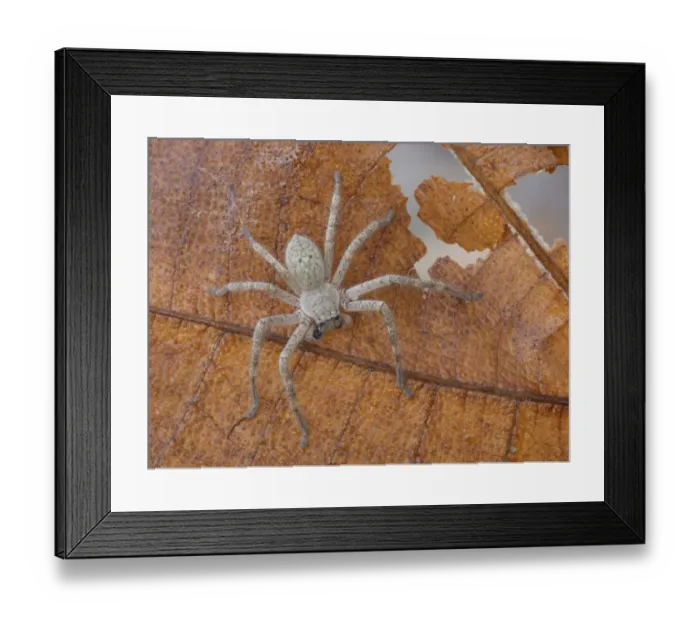 Framed Print : Mountain Huntsman Spider (Isopeda montana) young instar, walking amongst leaf litter on ground, Western Australia Framed Print : Mountain Huntsman Spider (Isopeda montana) young instar, walking amongst leaf litter on ground, Western Australia