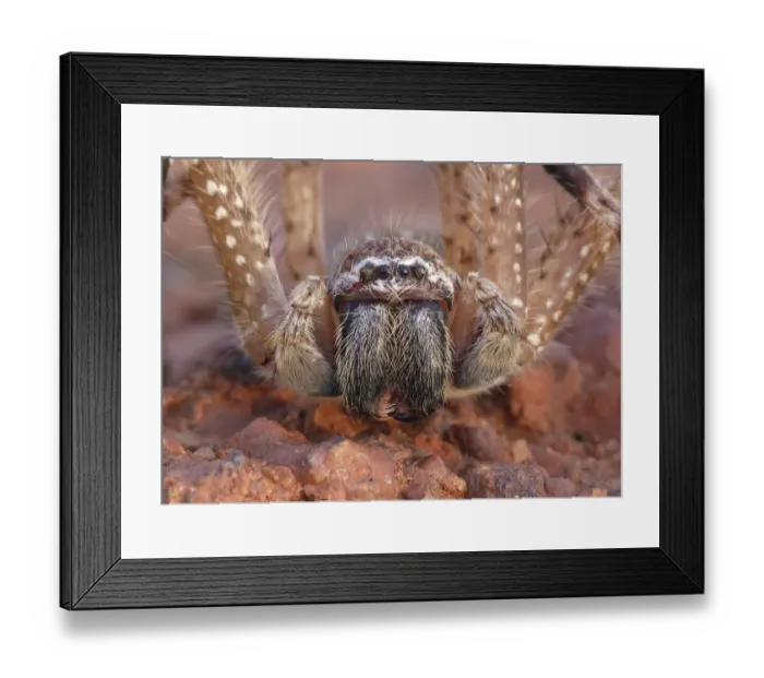 Framed Print : Mountain Huntsman Spider (Isopeda montana) adult, close-up of face, Western Australia, Australia Framed Print : Mountain Huntsman Spider (Isopeda montana) adult, close-up of face, Western Australia, Australia