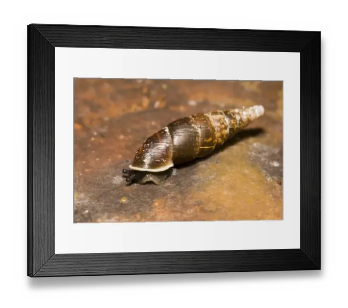 Framed Print : Plaited Door Snail (Cochlodina laminata) adult, on bracket fungus, Brede High Woods, West Sussex, England, september Framed Print : Plaited Door Snail (Cochlodina laminata) adult, on bracket fungus, Brede High Woods, West Sussex, England, september