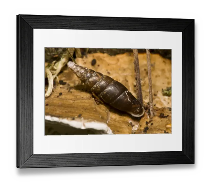 Framed Print : Plaited Door Snail (Cochlodina laminata) adult, on bracket fungus, Brede High Woods, West Sussex, England, september Framed Print : Plaited Door Snail (Cochlodina laminata) adult, on bracket fungus, Brede High Woods, West Sussex, England, september