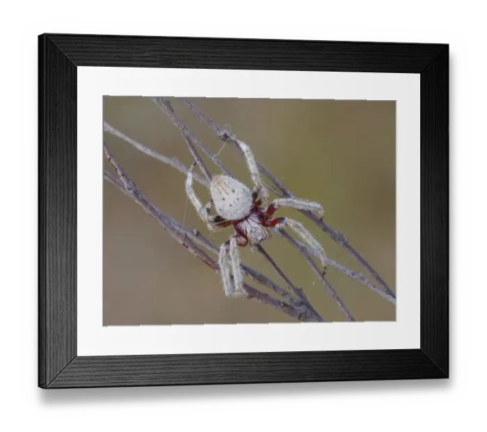 Framed Print : Garden Orb-weaving Spider (Eriophora biapicata) adult female, weaving web around twigs, Western Australia, Australia Framed Print : Garden Orb-weaving Spider (Eriophora biapicata) adult female, weaving web around twigs, Western Australia, Australia