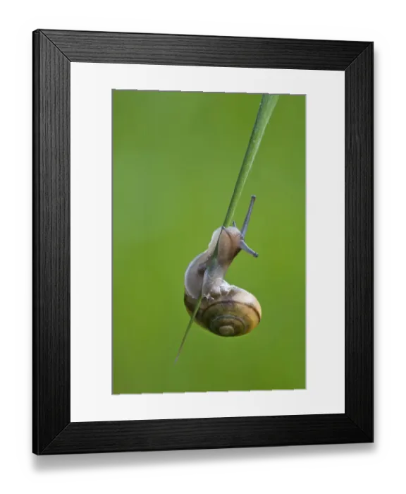 Framed Print : Brown-lipped Grove Snail (Cepaea nemoralis) adult, climbing grass leaf, Crossness Nature Reserve, Bexley, Kent Framed Print : Brown-lipped Grove Snail (Cepaea nemoralis) adult, climbing grass leaf, Crossness Nature Reserve, Bexley, Kent