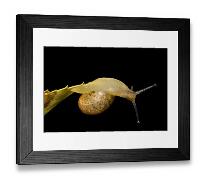 Framed Print : Garden Snail (Helix aspersa) immature, clinging to underside of leaf by tip of tail, in garden, Belvedere, Bexley Framed Print : Garden Snail (Helix aspersa) immature, clinging to underside of leaf by tip of tail, in garden, Belvedere, Bexley