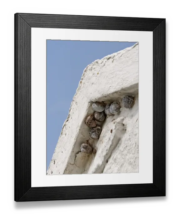 Framed Print : Garden Snail (Helix aspersa) adults and immature, sheltering beneath eaves of bothy, North Uist, Outer Hebrides Framed Print : Garden Snail (Helix aspersa) adults and immature, sheltering beneath eaves of bothy, North Uist, Outer Hebrides