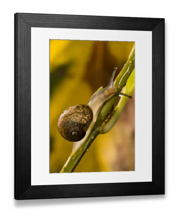 Framed Print : Garden Snail (Helix aspersa) immature, climbing up stem in garden, Belvedere, Bexley, Kent, England, october Framed Print : Garden Snail (Helix aspersa) immature, climbing up stem in garden, Belvedere, Bexley, Kent, England, october