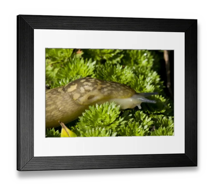 Framed Print : Yellow Slug (Limax flavus) adult, close-up of head and mantle, sliding over groundcover vegetation in garden Framed Print : Yellow Slug (Limax flavus) adult, close-up of head and mantle, sliding over groundcover vegetation in garden
