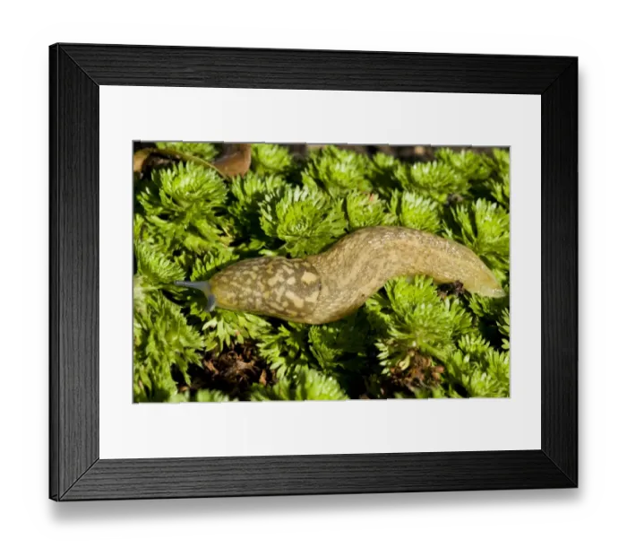 Framed Print : Yellow Slug (Limax flavus) adult, sliding over groundcover vegetation in garden, Belvedere, Bexley, Kent, England Framed Print : Yellow Slug (Limax flavus) adult, sliding over groundcover vegetation in garden, Belvedere, Bexley, Kent, England