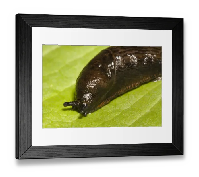 Framed Print : Great Black Slug (Arion ater) reddish brown form, adult, close-up of head and mantle, Crossness Nature Reserve, Bexley Framed Print : Great Black Slug (Arion ater) reddish brown form, adult, close-up of head and mantle, Crossness Nature Reserve, Bexley