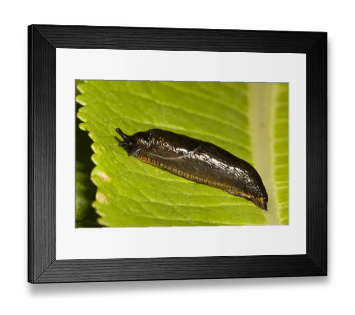 Framed Print : Great Black Slug (Arion ater) reddish brown form, adult, on leaf, Crossness Nature Reserve, Bexley, Kent, England, june