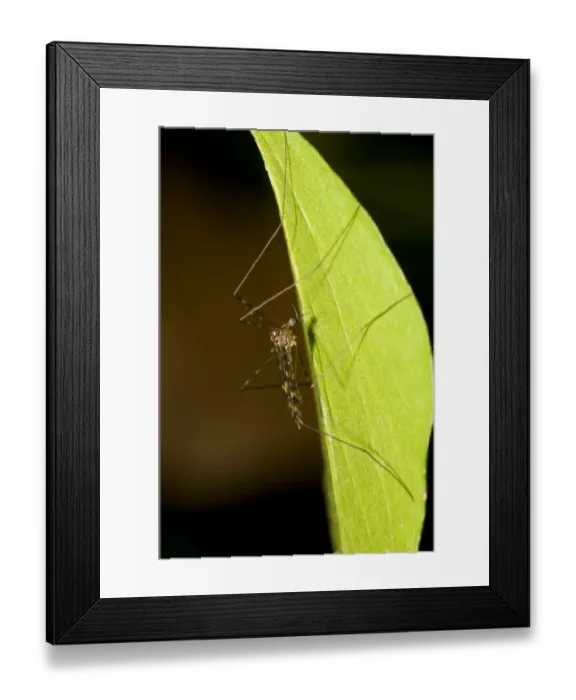 Framed Print : Banded Mosquito (Culiseta annulata) adult, resting on leaf, Downe Bank Nature Reserve, North Downs, Kent, England Framed Print : Banded Mosquito (Culiseta annulata) adult, resting on leaf, Downe Bank Nature Reserve, North Downs, Kent, England