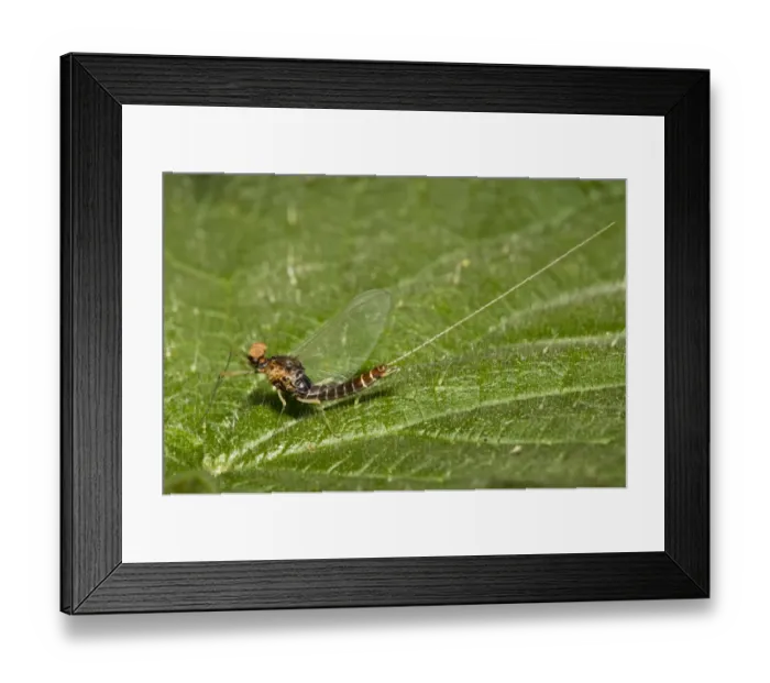 Framed Print : Large Spurwing Mayfly (Centroptilum pennulatum) adult male spinner, resting on Stinging Nettle (Urtica dioica) leaf Framed Print : Large Spurwing Mayfly (Centroptilum pennulatum) adult male spinner, resting on Stinging Nettle (Urtica dioica) leaf