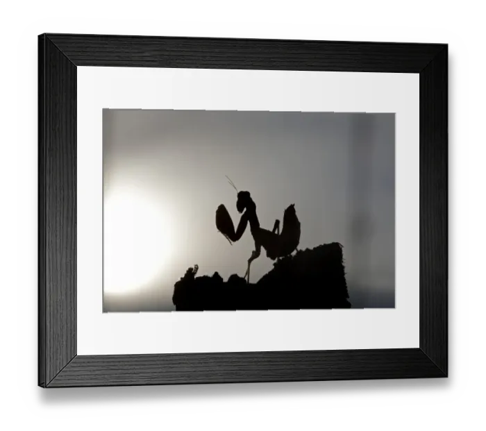 Framed Print : European Praying Mantis (Mantis religiosa) nymph, silhouetted against misty dawn sun, Northern Spain, september Framed Print : European Praying Mantis (Mantis religiosa) nymph, silhouetted against misty dawn sun, Northern Spain, september