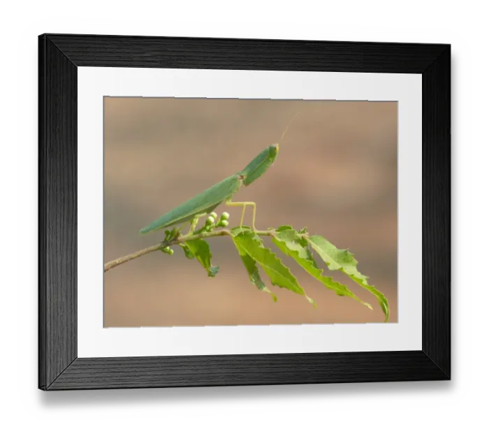 Framed Print : Garden Mantis (Orthodera ministralis) adult, standing on leaves in bush, Western Australia, Australia Framed Print : Garden Mantis (Orthodera ministralis) adult, standing on leaves in bush, Western Australia, Australia