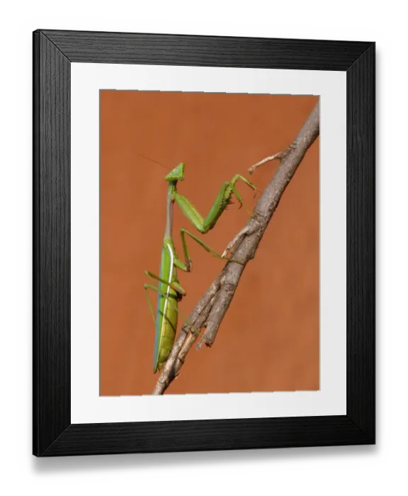 Framed Print : False Garden Mantis (Pseudomantis albofimbriata) adult female, standing on stick, Western Australia, Australia Framed Print : False Garden Mantis (Pseudomantis albofimbriata) adult female, standing on stick, Western Australia, Australia