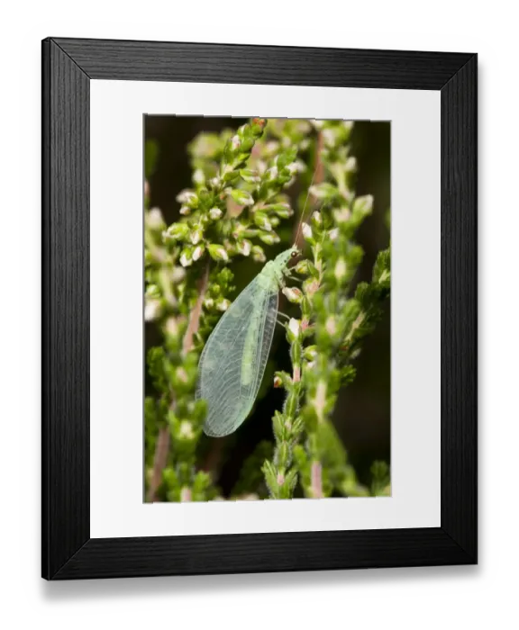 Framed Print : Green Lacewing (Chrysopa pallens) adult, resting on heather, Thursley Common National Nature Reserve, Surrey, England Framed Print : Green Lacewing (Chrysopa pallens) adult, resting on heather, Thursley Common National Nature Reserve, Surrey, England