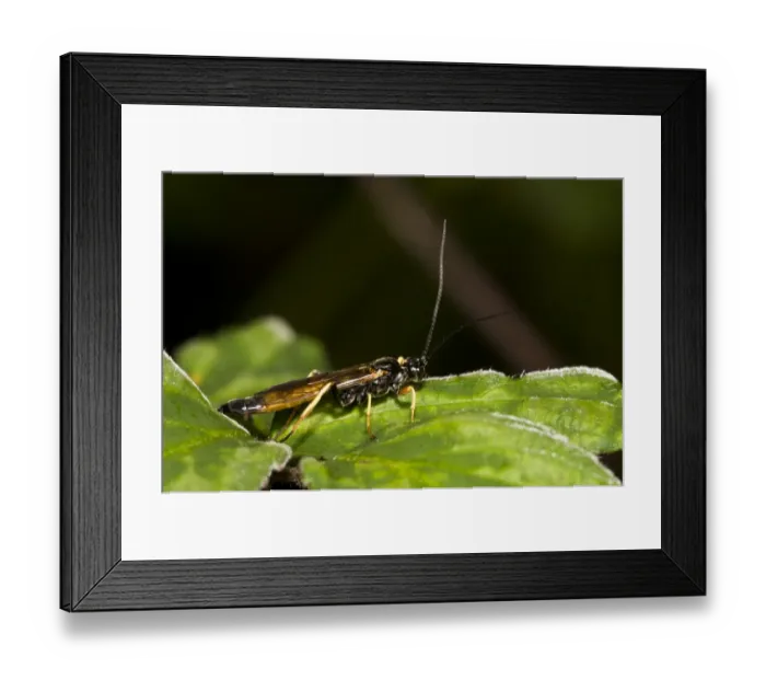 Framed Print : Sirex Woodwasp (Sirex noctilio) adult male, resting on leaf, Brede High Woods, West Sussex, England, september Framed Print : Sirex Woodwasp (Sirex noctilio) adult male, resting on leaf, Brede High Woods, West Sussex, England, september
