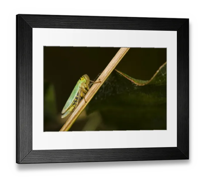 Framed Print : Green Leafhopper (Cicadella viridis) adult, resting on stem, Downe Bank Nature Reserve, North Downs, Kent, England Framed Print : Green Leafhopper (Cicadella viridis) adult, resting on stem, Downe Bank Nature Reserve, North Downs, Kent, England