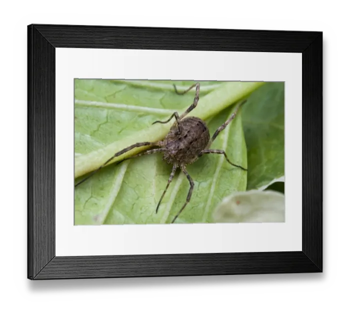 Framed Print : Harvestman (Odiellus spinosus) adult, resting under leaf in garden, Belvedere, Bexley, Kent, England, august